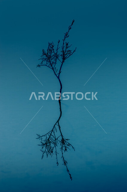 صورة لغصن شجرة في وسط المياه ، انعكاس لصورة الغصن على المياه