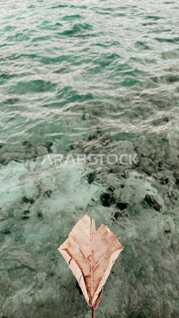 صورة مقربة لورقة شجر صفراء جافة على أمواج البحر و مجموعة من الصخور البحرية على الشاطئ ، جمال الطبيعة البحرية الخلابة ، مناطق سياحية في المملكة العربية السعودية