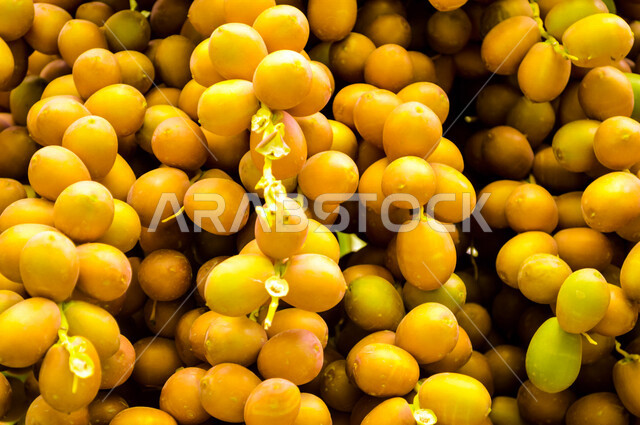 صورة للبلح الاصفر الطازج ،موسم قطف التمر،مزارع النخيل المثمرة في المملكة العربية السعودية