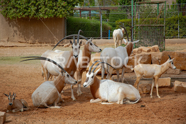 مجموعة من حيوان المها العربي يقف في إحدى البراري، الظبي العربي في حديقة الحيوانات في مدينة الرياض، الاشجار والنباتات في إحدى المحميات الطبيعية لتربيه المواشي، منظر الغزال الأبيض في وقت النهار في صحاري المملكة العربية السعودية