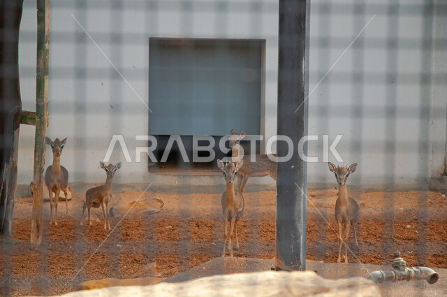 مجموعة من الغزلان تسير في إحدى غابات وصحاري المملكة العربية السعودية، الاهتمام والعناية بالثدييات الأليفة في المحميات الطبيعية، حيوان الظبي يتنقل في حديقة الحيوانات في مدينة الرياض،  مفهوم رعاية المواشي