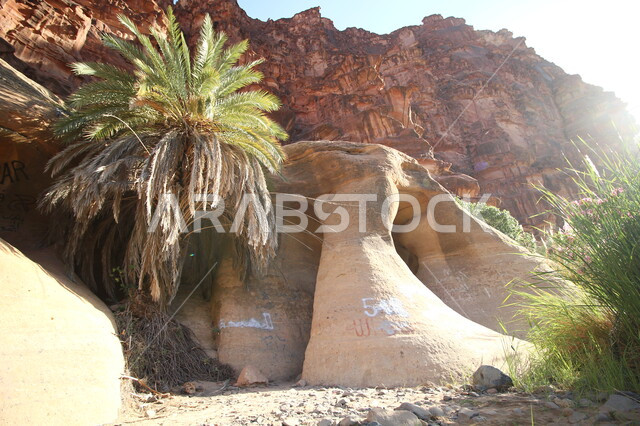 الاهتمام في زراعه النباتات و اشجار النخيل الخضراء, مقصد الزوار من شتى انحاء العالم, التشكيلات و التكوينات الصخرية في وادي الديسة في منطقة تبوك في وقت النهار, أماكن ومعالم سياحية مشهورة  في المملكة العربية السعودية