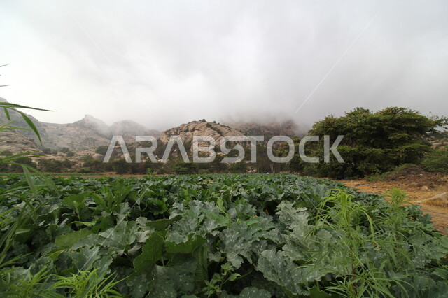 نمو النباتات الخضراء على التشكيلات و التكوينات الصخرية, الأجواء الضبابية فوق القمم والمرتفعات الجبلية في محافظة تنومة, الاستمتاع بالمناظر الطبيعية في منطقة عسير وقت النهار، الاهتمام في الزراعه  في المملكة العربية السعودية