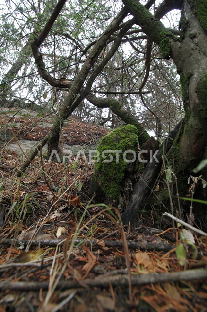  نمو النباتات الخضراء في المناطق الطبيعية, الاشجار الجافة المنكسرة في فصل الشتاء في محافظة تنومة, الاستمتاع بالاجواء الشتوية في منطقة عسير في المملكة العربية السعودية, خلفية الطبيعه
