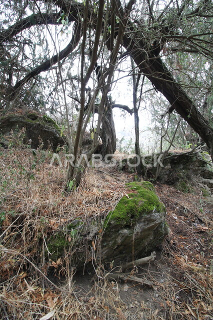  الاشجار الجافة المنكسرة في فصل الشتاء في محافظة تنومة, الاستمتاع بالاجواء الشتوية في منطقة عسير في المملكة العربية السعودية, نمو النباتات الخضراء في المناطق الطبيعية, خلفية الطبيعه