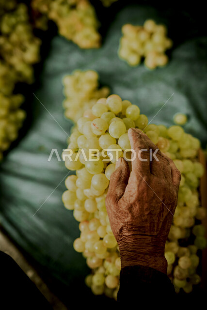 صورة مقربة ليد مزارع يحمل بيده عنقود العنب الاخضر ،قطف العنب في مزارع المملكة العربية السعودية