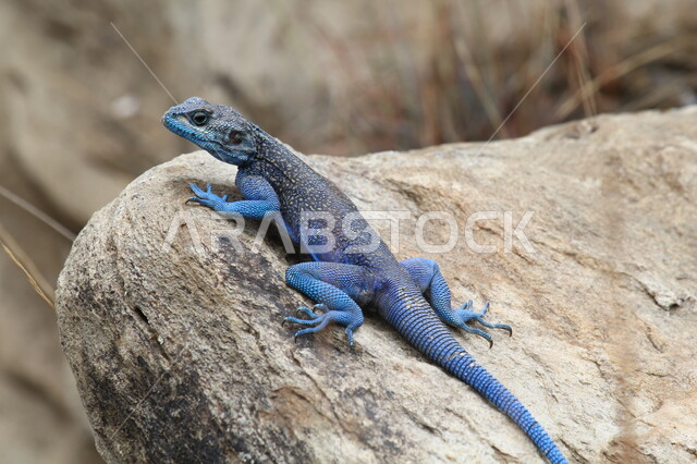 البيئة الجافة المناسبة للزواحف والسحالي، الحياة البرية للحيوانات الزاحفة في المناطق الصحراوية في وادي الطائف، صورة مقربة لسحلية زرقاء اللون تقف على أحد الصخور في صحراء المملكة العربية السعودية، حيوان العظاء(الضب) المتخفي