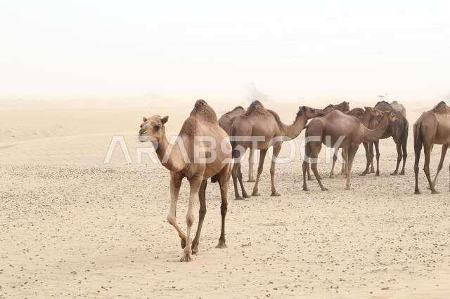 A group of camels standing on the soft golden sands of the desert, formations and formations and sand dunes, nature reserves for raising camels in the desert areas of Jazan, farms for caring for camels in the deserts of the Kingdom of Saudi Arabia, caring for mammals and livestock