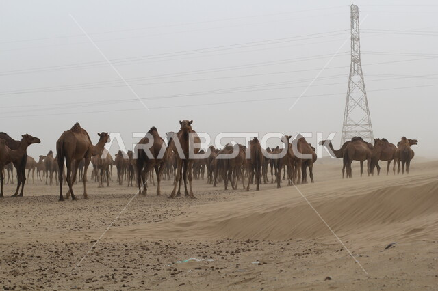 التشكيلات والتكوينات والكثبان الرملية ,محميات طبيعية لتربية حيوان الجمل في المناطق الصحراوية في جازان, مزارع للاهتمام بالابل في صحاري المملكة العربية السعودية, مجموعه من الجمال تقف على الرمال الذهبية الناعمة في الصحراء, رعاية الثدييات والمواشي