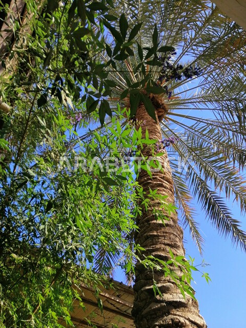 مزراع نخيل التمر, محميات طبيعية خضراء, صورة من الأسفل لشجرة النخيل في الأراضي والحقول الزراعية, التراث الزراعي في المملكة العربية السعودية, موسم حصاد التمور, محاصيل ومنتجات محلية وطنية