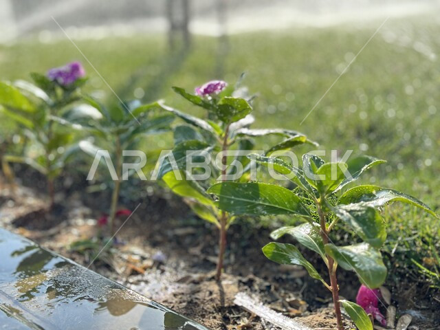 الات ومعدات الري المستقبلي الاوتوماتيكي في حقل زراعي بالمملكة العربية السعودية، الاراضي والحقول الزراعية، الاعتناء والاهتمام بالاشجار والنباتات الخضراء، اذرع الري المحوري 