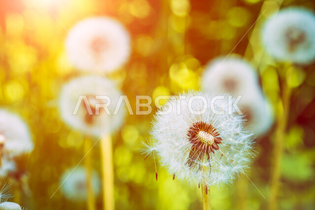 الاهتمام بزراعة الاشجار والنباتات، صورة مقربة لزهرة الهندباء البرية، الطبيعة في إحدى واحات مدينة العين بالامارات العربية المتحدة، تنوع الحدائق و الازهار والورد