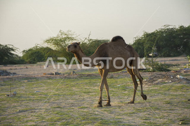 Camel walking in the wilds of the Kingdom of Saudi Arabia, ship of the desert, means of transportation in the desert, camels from desert pets, camel breeding in barns