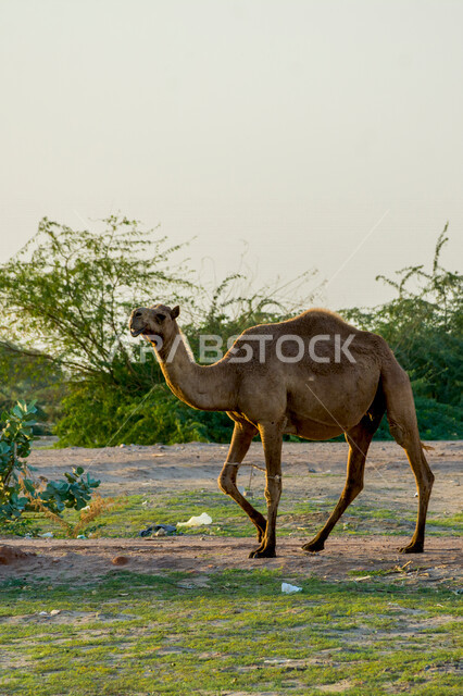  حيوان الجمل يمشي في براري المملكه العربيه السعوديه, سفينة الصحراء, وسيلة التنقل في الباديه, الجمال من الحيوانات الاليفه الصحراويه, تربية الجمال في الحظائر