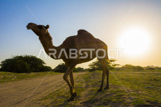   حيوان الجمل يمشي في براري المملكه العربيه السعوديه, سفينة الصحراء, وسيلة التنقل في الباديه, الجمال من الحيوانات الاليفه الصحراويه, تربية الجمال في الحظائر