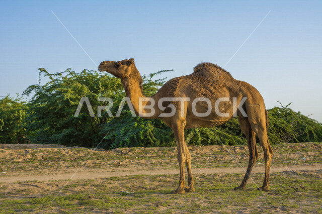 حيوان الجمل يمشي في براري المملكه العربيه السعوديه, سفينة الصحراء, وسيلة التنقل في الباديه, الجمال من الحيوانات الاليفه الصحراويه, تربية الجمال في الحظائر