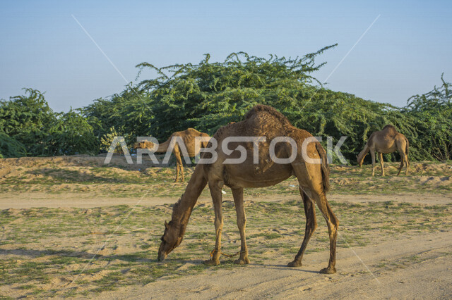  حيوان الجمل يمشي في براري المملكه العربيه السعوديه, سفينة الصحراء, وسيلة التنقل في الباديه, الجمال من الحيوانات الاليفه الصحراويه, تربية الجمال في الحظائر