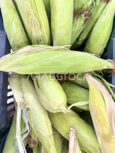 ذرة طازجة في السوبر ماركت، أطعمة ومأكولات ذات قيمة غذائية، الاهتمام بالزراعة المحلية والاكتفاء الذاتي، محاصيل زراعية وطنية محلية، زراعة الخضراوات في حقول ومزارع المملكة العربية السعودية، سوق الخضار والفاكهة بالرياض