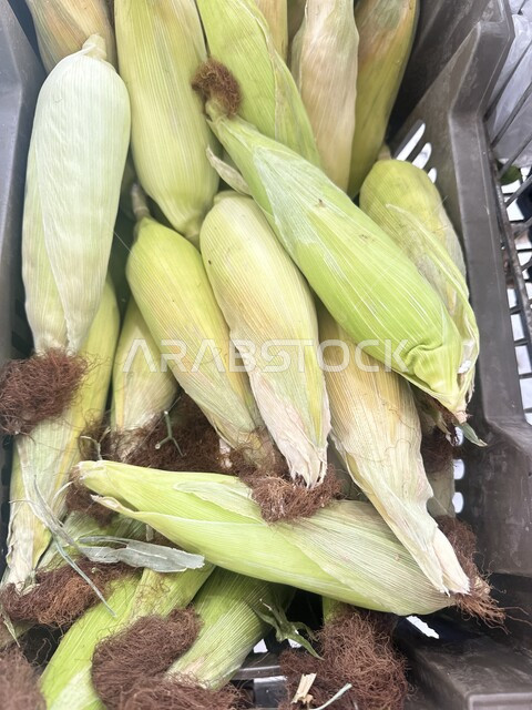 زراعة الخضراوات في حقول ومزارع المملكة العربية السعودية، ذرة طازجة في السوبر ماركت، أطعمة ومأكولات ذات قيمة غذائية، الاهتمام بالزراعة المحلية والاكتفاء الذاتي، محاصيل زراعية وطنية محلية، سوق الخضار والفاكهة بالرياض