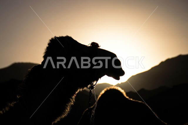 محميات طبيعية لتربية الجمال في المناطق الصحراوية, التشكيلات والتكوينات الصخرية, مزارع للاهتمام بالابل في صحاري الإمارات العربية المتحدة, صورة ظلية لجمل في الصحراء في وقت غروب الشمس, رعاية الثدييات والمواشي