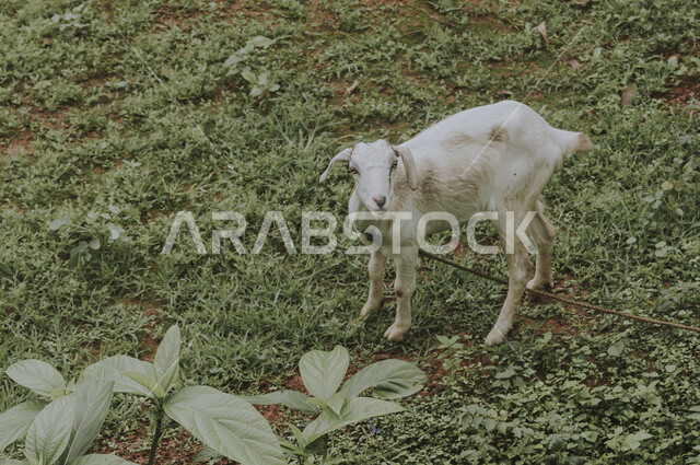 قطيع من الماعز في أحد المزارع العربية في المملكة العربية السعودية , أنواع وأشكال مختلفة من الماعز .