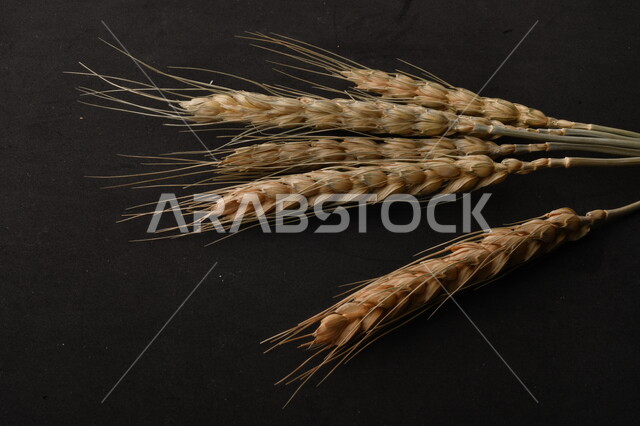مجموعة من نباتات القمح على خلفية سوداء ، سنابل ، المحاصيل الزراعية