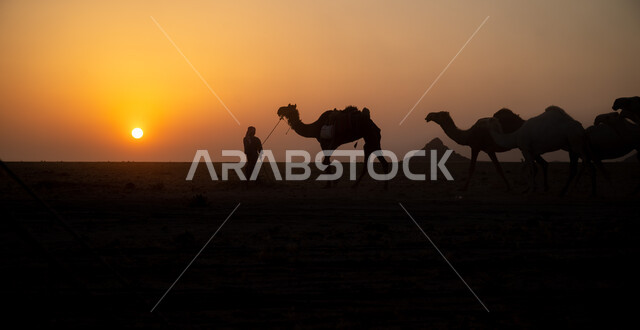 Interest in camel breeding in the desert areas of the Kingdom of Saudi Arabia, animals of transportation and travel in ancient times, the concept of livestock and mammal care, a group of camels walking on the soft golden sand in the middle of the desert at sunset