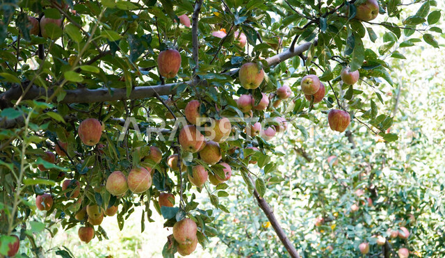 كيفية زراعة فاكهة التفاح في المملكة العربية السعودية , تنضج ثمرة التفاح في فصل الربيع , ألوان وأحجام مختلفة من ثمار التفاح اللذيذ .