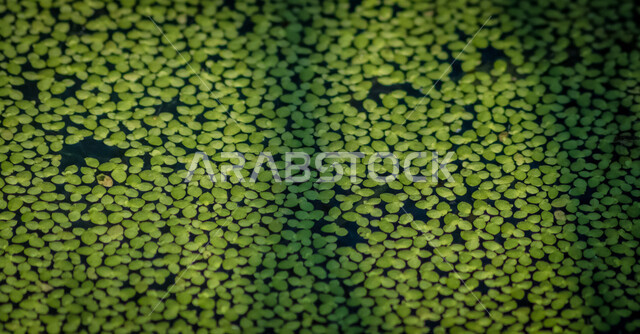 صورة للطحلب البطي يطفو على سطح الوادي الاخضر في جدة في المملكة العربية السعودية