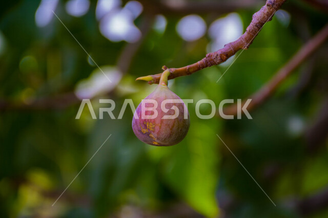صورة مقربة لثمرة التين ، شجرة التين المثمرة اللذيذة ، فاكهة التين الصحية ، جمال الطبيعة  الخلابة في المملكة العربية السعودية
