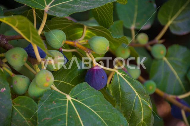 صورة مقربة لثمرة التين ، شجرة التين المثمرة اللذيذة ، أوراق شجرة التين الخضراء ، فاكهة التين الصحية ، جمال الطبيعة  الخلابة في المملكة العربية السعودية