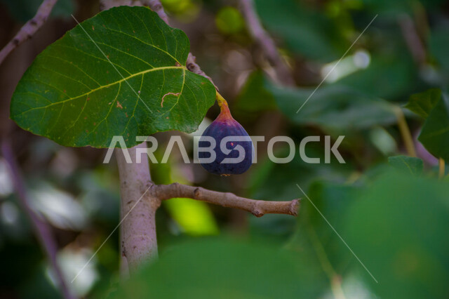 صورة مقربة لثمرة التين ، شجرة التين المثمرة اللذيذة ، أوراق شجرة التين الخضراء ، فاكهة التين الصحية ، جمال الطبيعة  الخلابة في المملكة العربية السعودية