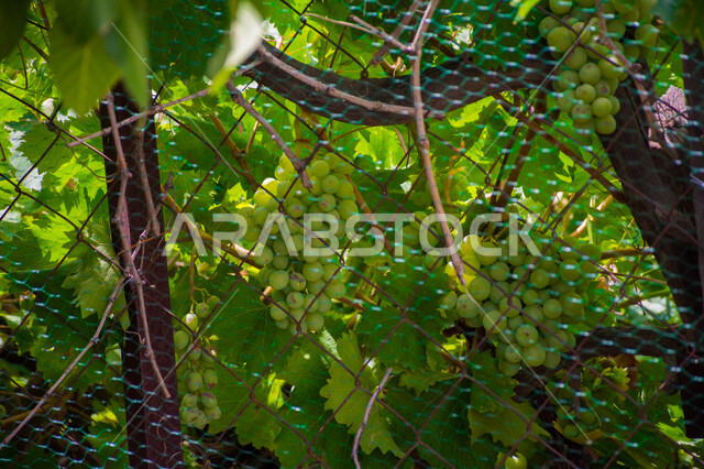 صورة  لفاكهة العنب اللذيذة ، شجرة العنب المثمرة اللذيذة ، أوراق شجرة التين الخضراء ، أقطاف العنب الشهية ، جمال الطبيعة  الخلابة في المملكة العربية السعودية
