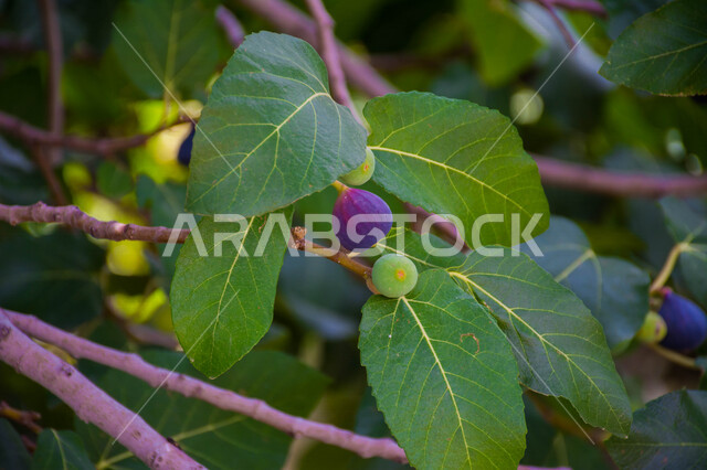 صورة مقربة لثمرة التين ، شجرة التين المثمرة اللذيذة ، أوراق شجرة التين الخضراء ، فاكهة التين الصحية ، جمال الطبيعة  الخلابة في المملكة العربية السعودية