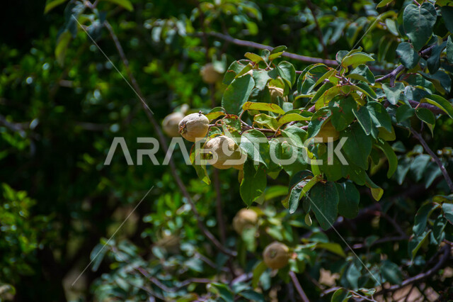   صورة  لفاكهة الخوخ اللذيذة ، شجرة الخوخ المثمرة اللذيذة ، أوراق شجرة الخوخ الخضراء ، جمال الطبيعة  الخلابة في المملكة العربية السعودية