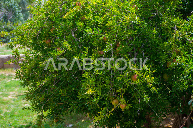 صورة  لفاكهة الرمان اللذيذة ، شجرة الرمان المثمرة اللذيذة ، أوراق شجرة الرمان الخضراء ، جمال الطبيعة  الخلابة في المملكة العربية السعودية