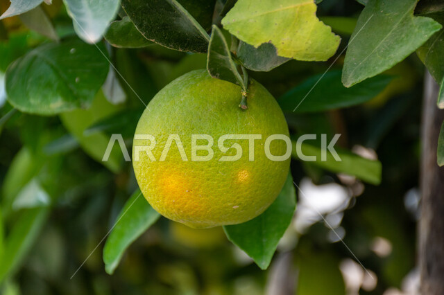 خضراوات صيفية صحية لذيذة، زراعة الحمضيات الطبيعية الغنية بالفيتامينات، الاهتمام بالأشجار والنباتات الخضراء المثمرة، منتجات ومحاصيل زراعية محلية وطنية، صورة مقربة لثمرة الليمون الطازجة على الشجرة في مزرعة في المملكة العربية السعودية