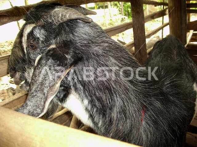الاهتمام والعناية بالأغنام والثدييات, رعي الخرفان والمواشي, صورة مقربة لحيوان الماعز في الحظيرة, أضحية عيد الأضحي المبارك، محميات ومزارع طبيعية لتربية الماشية، الثروات الحيوانية في المملكة العربية السعودية