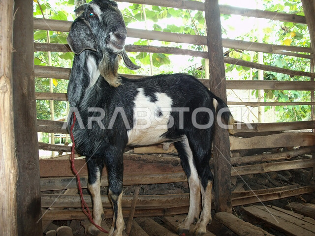 رعي الخرفان والمواشي, صورة مقربة لحيوان الماعز في الحظيرة, الاهتمام والعناية بالأغنام والثدييات, أضحية عيد الأضحي المبارك، محميات ومزارع طبيعية لتربية الماشية، الثروات الحيوانية في المملكة العربية السعودية