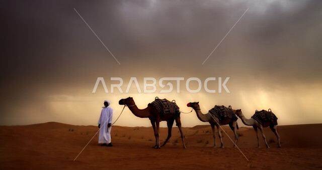 المناظر الطبيعية والرمال الذهبية الناعمة، استخدام الإبل في التنقل في صحارى المملكة العربية السعودية، مجموعة من الجمال تسير فوق الكثبان الرملية في الصحراء، أماكن سياحية صحراوية، الاهتمام بتربية ورعاية الحيوانات 