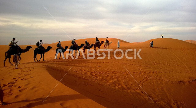 Using camels to move around in the deserts of Saudi Arabia, a group of camels walking over the sand dunes in the desert, natural scenery and soft golden sand, desert tourist places, interest in raising and caring for animals
