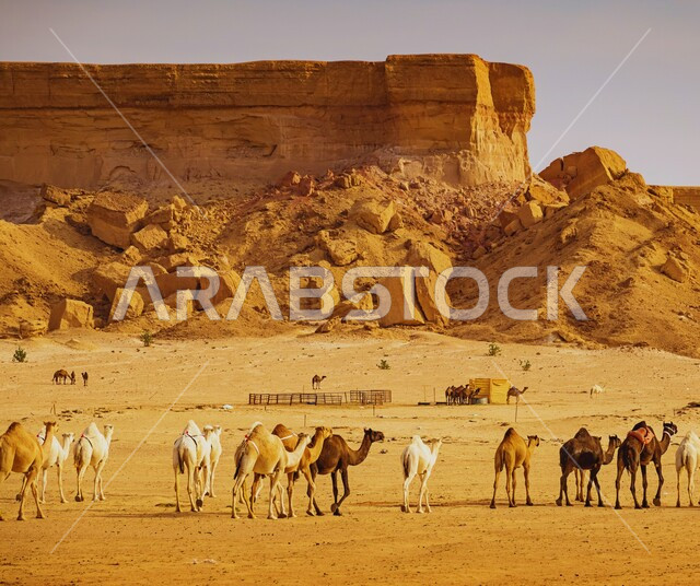 رعاية الثدييات والمواشي, تربية الابل في المحميات الطبيعية البرية, مزارع للاهتمام بالجمال في صحاري المملكة العربية السعودية, ناقة تسير على الرمال الذهبية الناعمة في الصحراء, التشكيلات والتضاريس الصخرية في المناطق الصحراوية