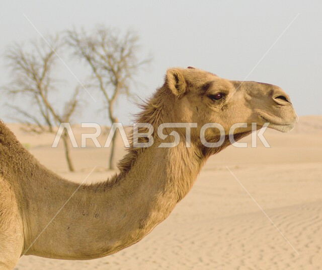 الاهتمام في تربية الحيوانات والإبل، صورة مقربة لناقة وسط صحراء الامارات العربية المتحدة، الرمال الذهبية الناعمة في المناطق الصحراوية، محميات طبيعية لرعاية الجمال والمواشي، توارث حب تربية النوق من الأجداد