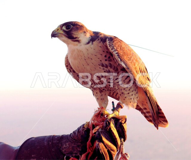 الفخر بالتراث الاماراتي العريق في تدريب وترويض الطيور الجارحة والمفترسة، صورة مقربة لطائر الصقر يقف في إحدى المحميات الطبيعية في الامارات العربية المتحدة، حدة البصر و رمز القوة والتحدي