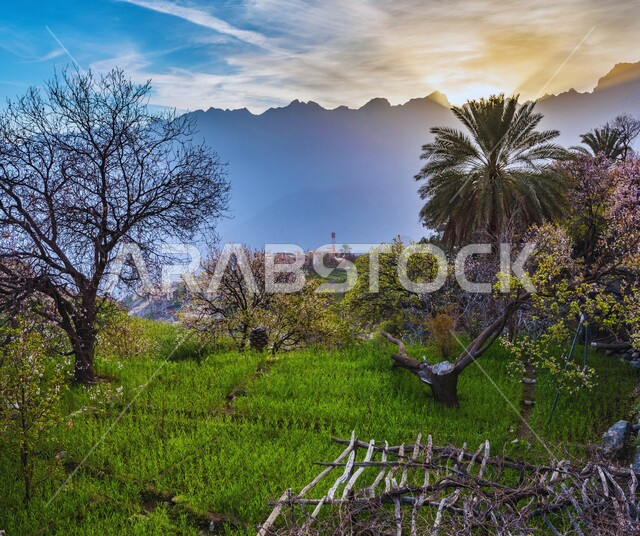 مناطق السياحة وقضاء الوقت الممتع, الاستمتاع بالمناظر الطبيعية في النهار في سلطنة عمان, الأشجار والنباتات الخضراء، منظر السماء المليئة بالغيوم، خلفية الطبيعة