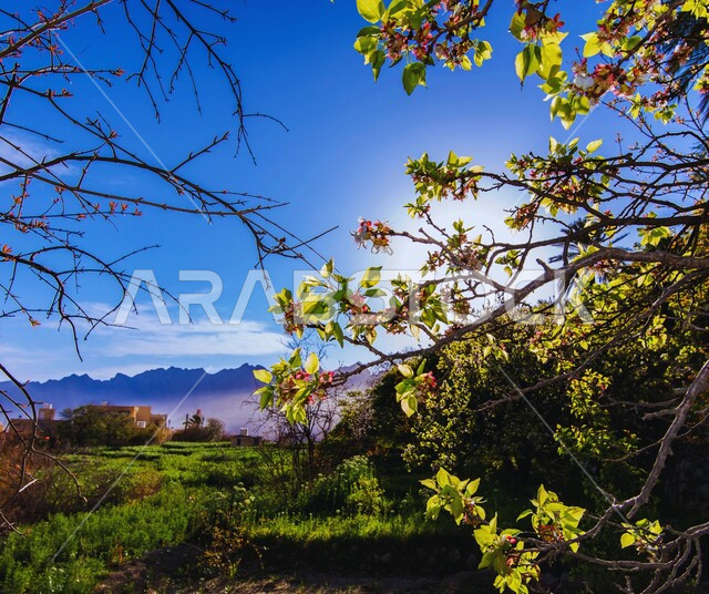 مناطق السياحة وقضاء الوقت الممتع في الهواء الطلق, الاستمتاع بالمناظر الطبيعية في النهار في سلطنة عمان, الاهتمام بزراعة الأشجار والنباتات الخضراء، المعالم والأماكن السياحية المشهورة، خلفية الطبيعة