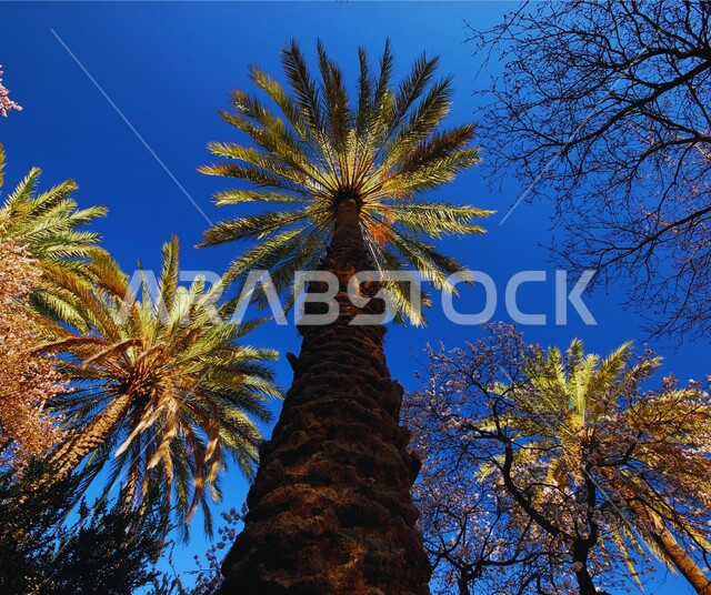 مناطق السياحة وقضاء الوقت الممتع في الهواء الطلق, الاستمتاع بالمناظر الطبيعية في النهار في سلطنة عمان, الاهتمام بزراعة الأشجار والنباتات الخضراء، المعالم والأماكن السياحية المشهورة، خلفية الطبيعة