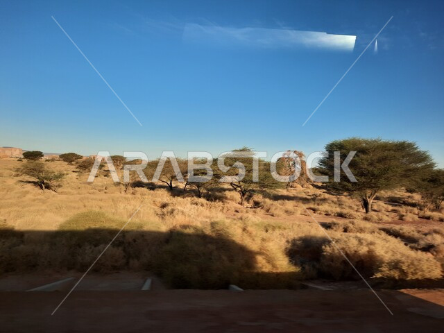 التشكيلات و التكوينات الصخرية في العلا وسط صحاري المملكة العربية السعودية، أماكن سياحية في المناطق الصحراوية، المعالم التاريخية القديمة في مدائن صالح، نمو النباتات البرية والشوكية في الصحراء