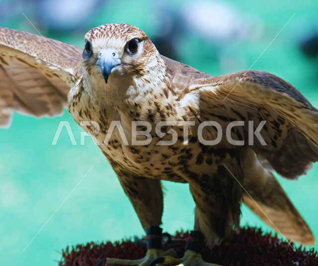 حدة البصر و رمز القوة والتحدي، تدريب وترويض الطيور الجارحة والمفترسة، إقامة نادي الصقور في موسم الصيد السنوي، الفخر بالتراث القطري العريق في تربية طائر الصقر، صورة مقربة لطائر الصقر في إحدى المحميات الطبيعية