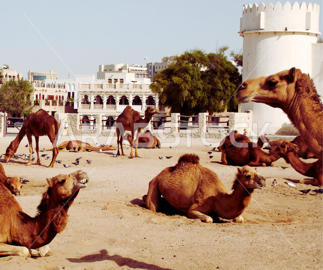المعالم السياحية والتراثية والأسواق الشعبية في دولة قطر, مجموعة من الجمال تجلس على الرمال في وسط سوق واقف في مدينة الدوحة في النهار, مفهوم التجارة في سوق الإبل